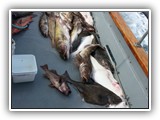 Halibut, Ling Cod and Rockfish
