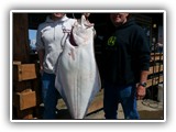 Halibut