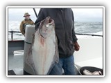 Halibut