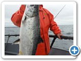 King Salmon